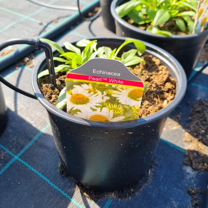 Echinacea purpurea 'Pearl White' - Kasvirág (fehér)