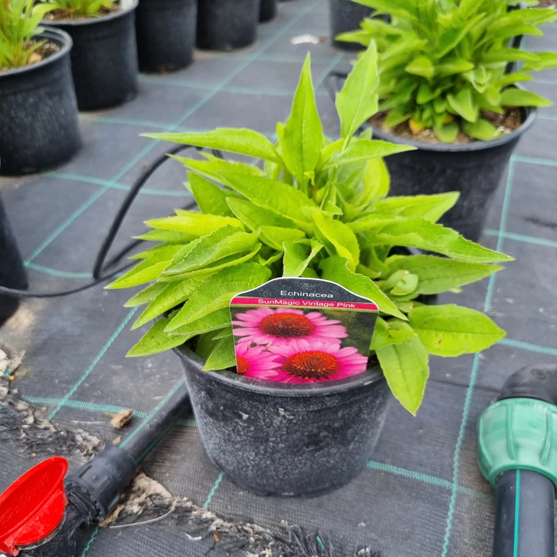 Echinacea purpurea 'SunMagic Vintage Pink' - Kasvirág (rózsaszín)