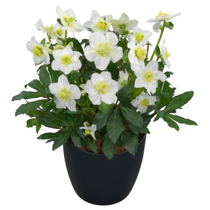 Helleborus Awesome 'Heavenly' - Hunyor