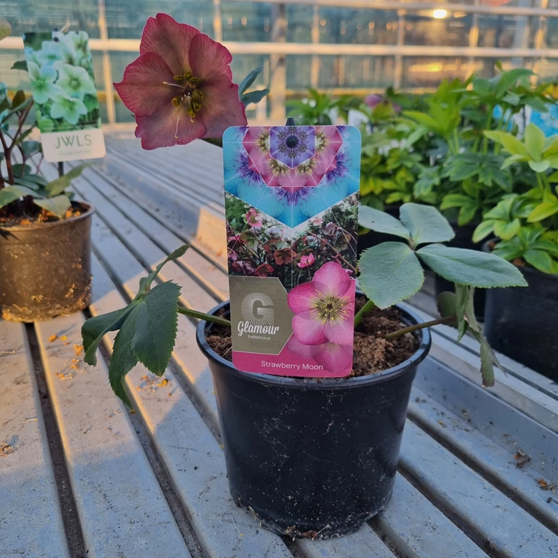 Helleborus Glamour© 'Strawberry Moon' - Hunyor