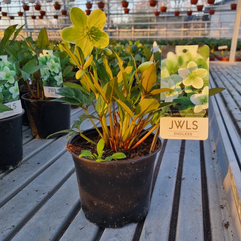 Helleborus JWLS 'Endless' - Hunyor