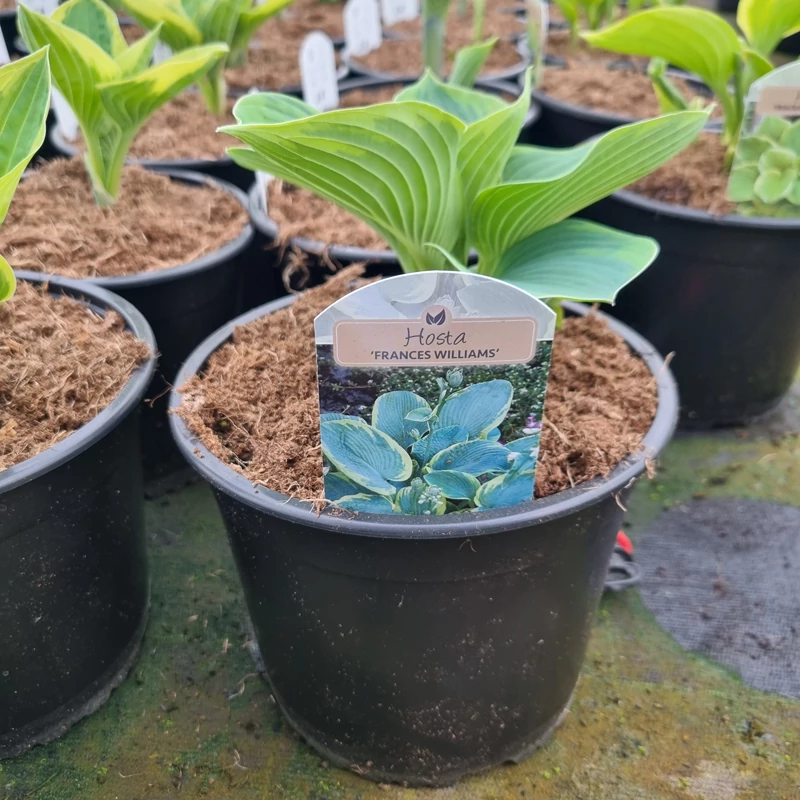 Hosta 'Frances Williams' - Árnyékliliom