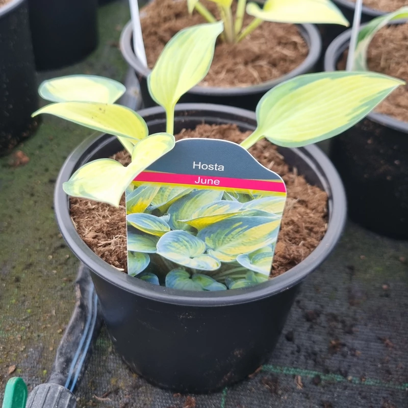Hosta 'June' - Árnyékliliom