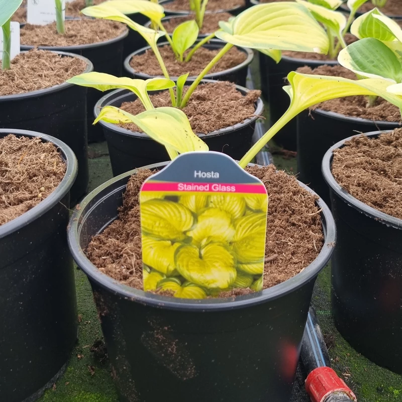 Hosta 'Stained Glass' - Árnyékliliom