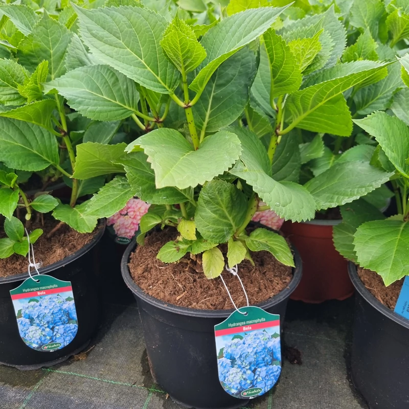 Hydrangea macrophylla 'Bela' - Kerti hortenzia (kék)