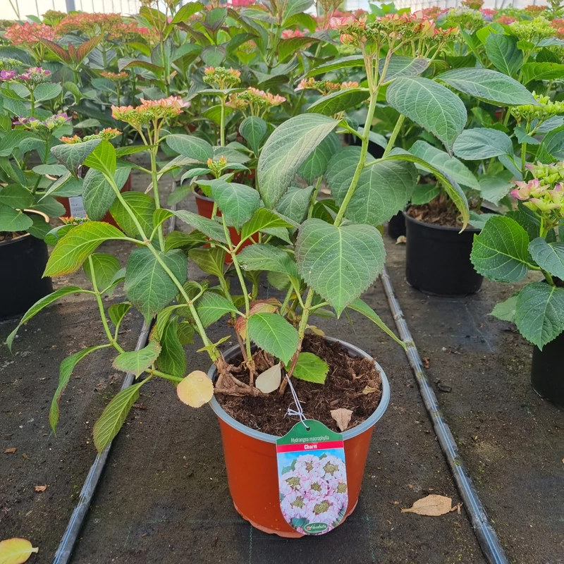 Hydrangea macrophylla 'Charm' - Kerti hortenzia (rózsaszín)