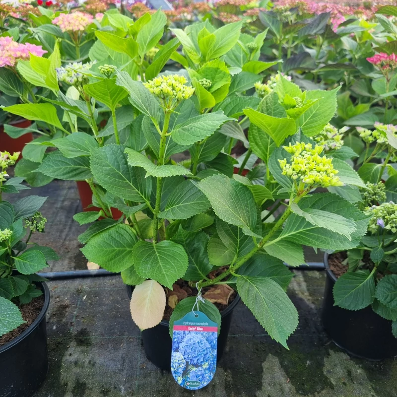 Hydrangea macrophylla 'Early Blue' - Kerti hortenzia (kék)