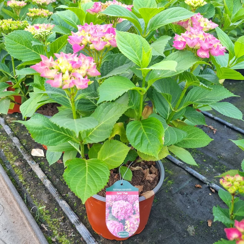 Hydrangea macrophylla 'Early Pink' - Kerti hortenzia (rózsaszín)