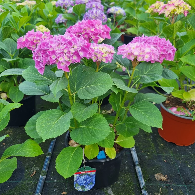 Hydrangea macrophylla 'Fabolo Blue' - Kerti hortenzia (kék)