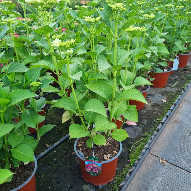 Hydrangea macrophylla 'Flame Hot Pink' - Kerti hortenzia (rózsaszín)