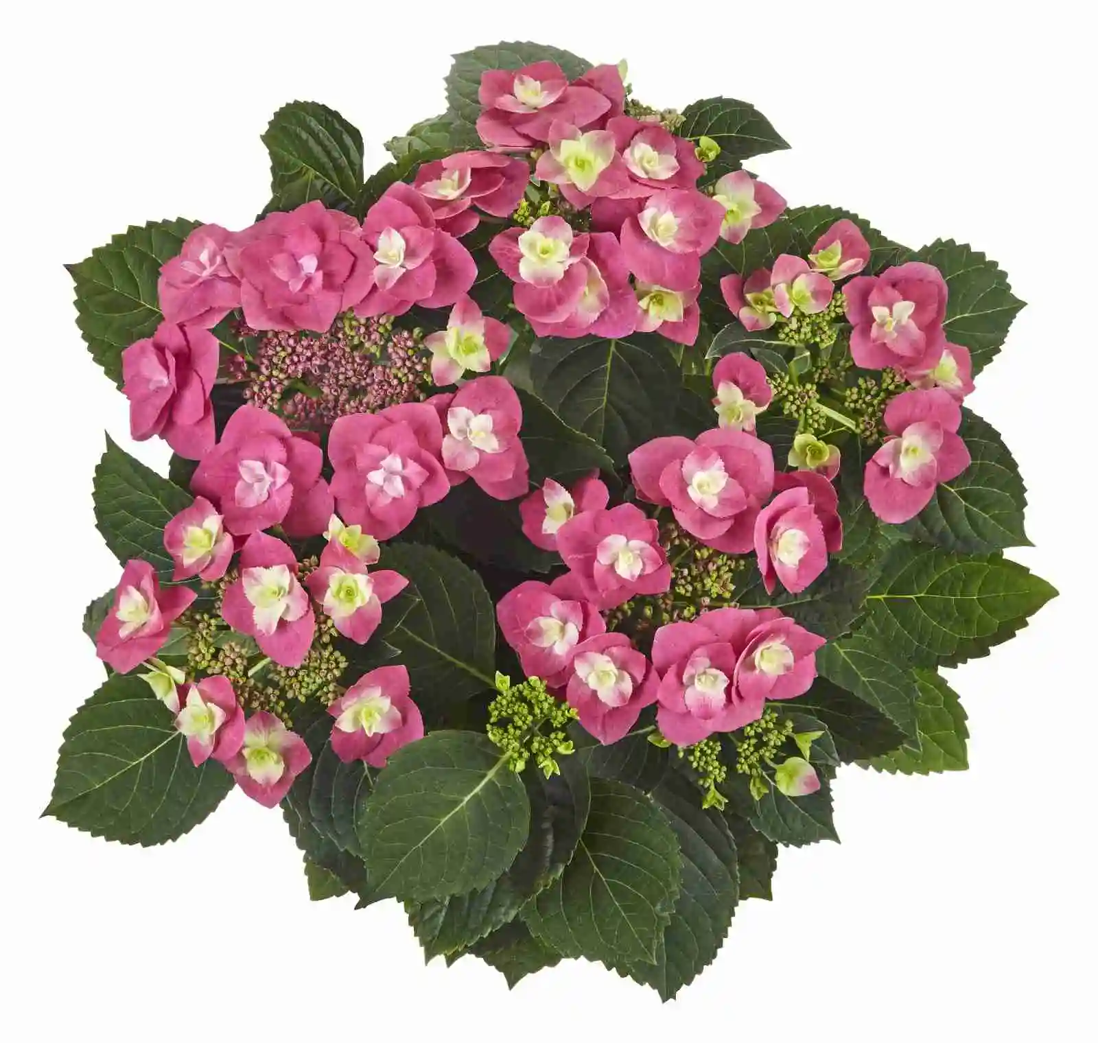 Hydrangea macrophylla 'Flame Hot Pink' - Kerti hortenzia (rózsaszín)