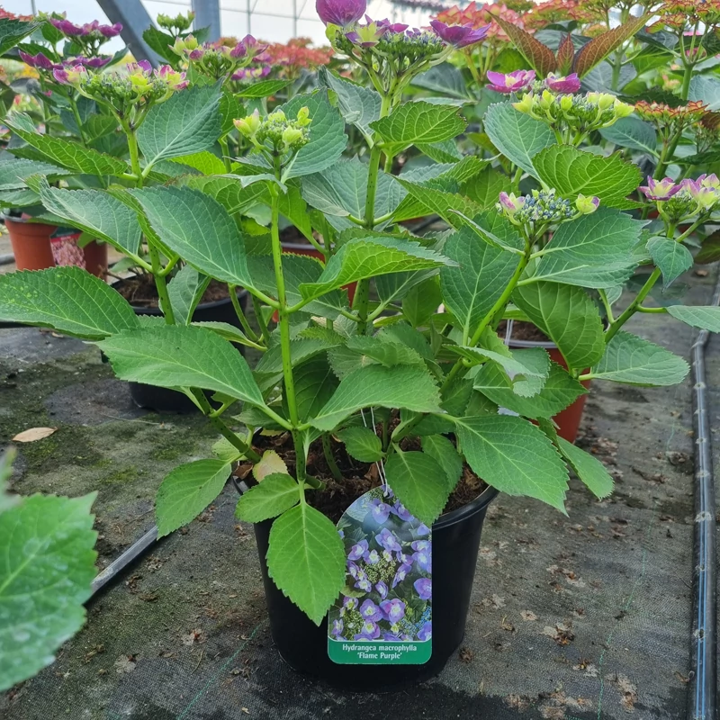 Hydrangea macrophylla 'Flame Purple' - Kerti hortenzia (lila)