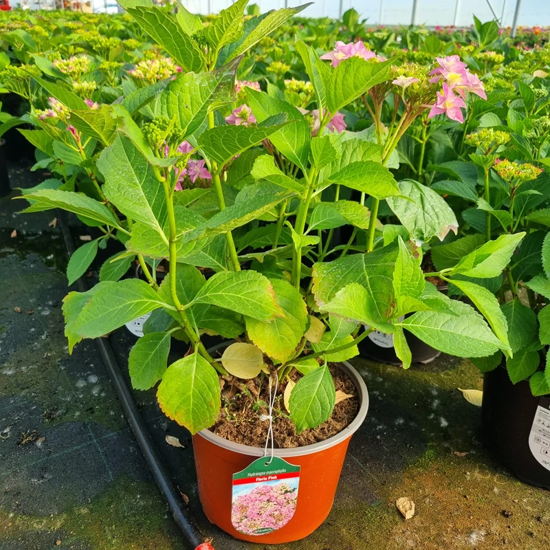 Hydrangea macrophylla 'Floria Pink' - Kerti hortenzia (rózsaszín)