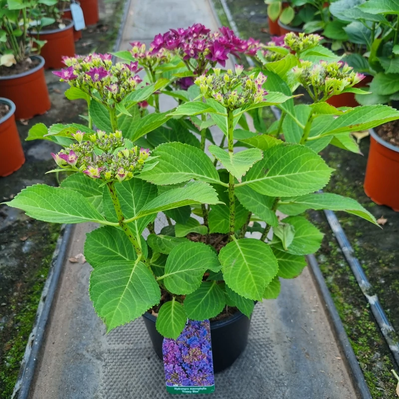 Hydrangea macrophylla 'Francy Blue' - Kerti hortenzia (kék)