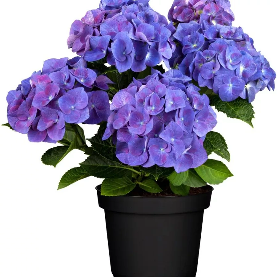Hydrangea macrophylla 'Jip Blue' - Kerti hortenzia (kék)
