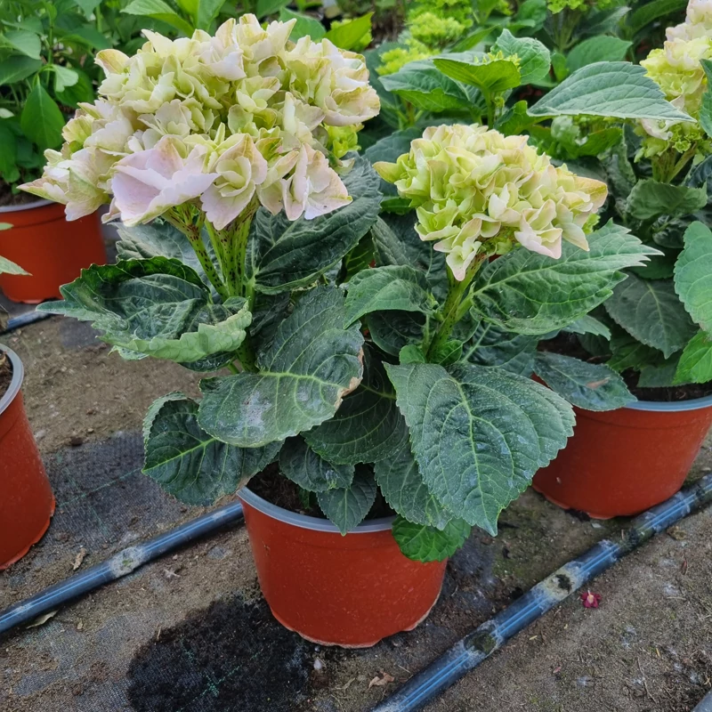 Hydrangea macrophylla 'Magical Jewel Blue' - Kerti hortenzia (kék)