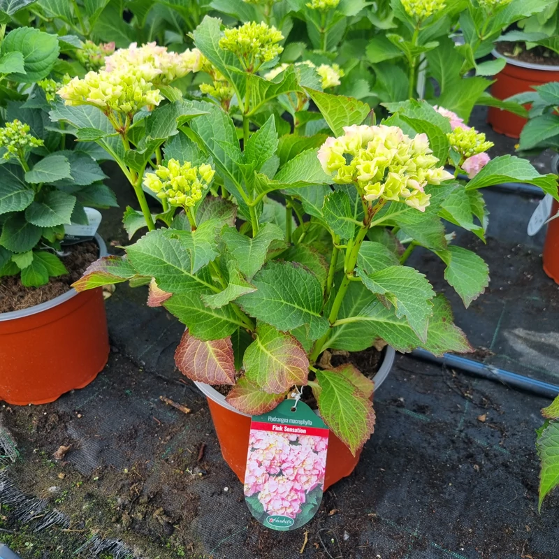 Hydrangea macrophylla 'Pink Sensation' - Kerti hortenzia (rózsaszín)