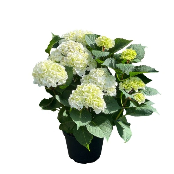 Hydrangea macrophylla 'Ice Boy' - Kerti hortenzia (fehér)