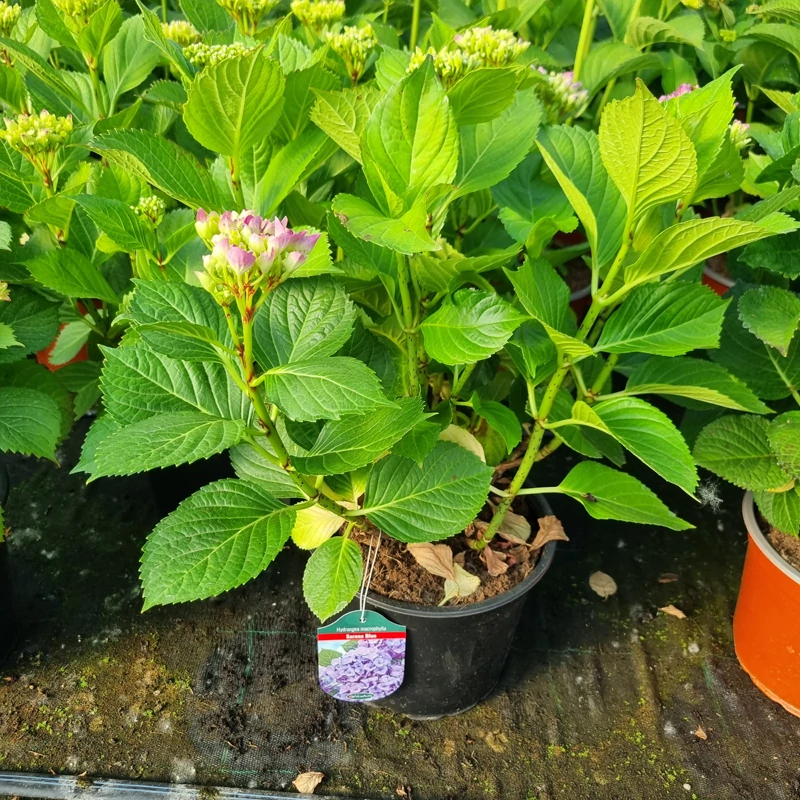 Hydrangea macrophylla 'Sarena Blue' - Kerti hortenzia (kék)