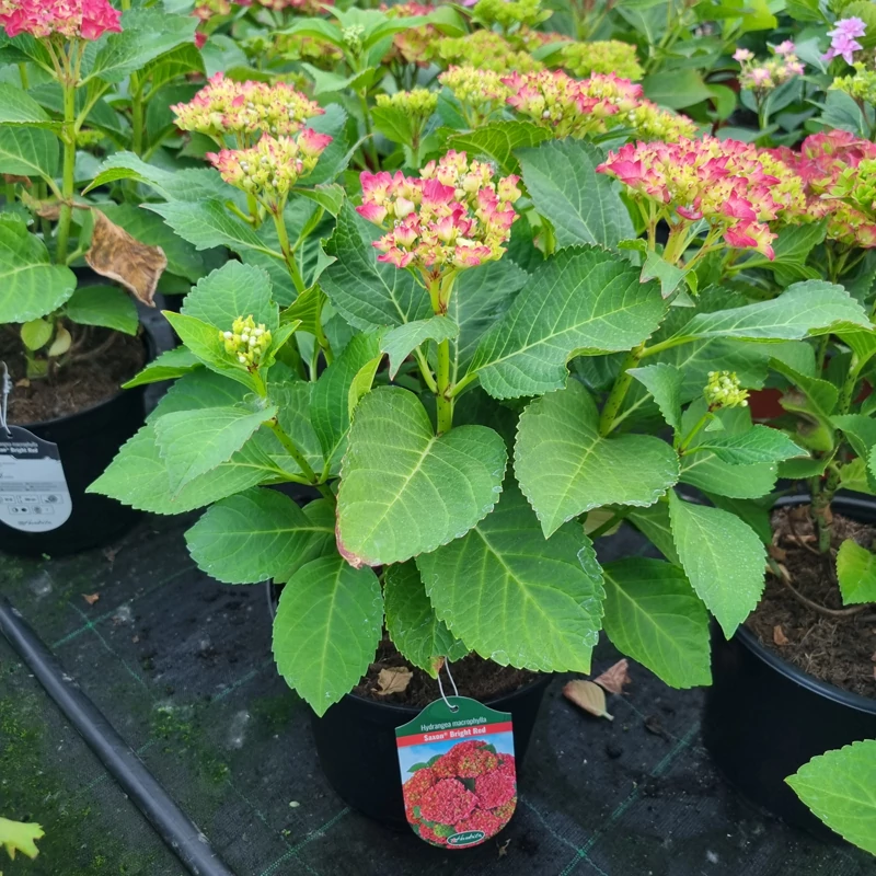 Hydrangea macrophylla 'Saxon® Bright Red' - Kerti hortenzia (vörös)