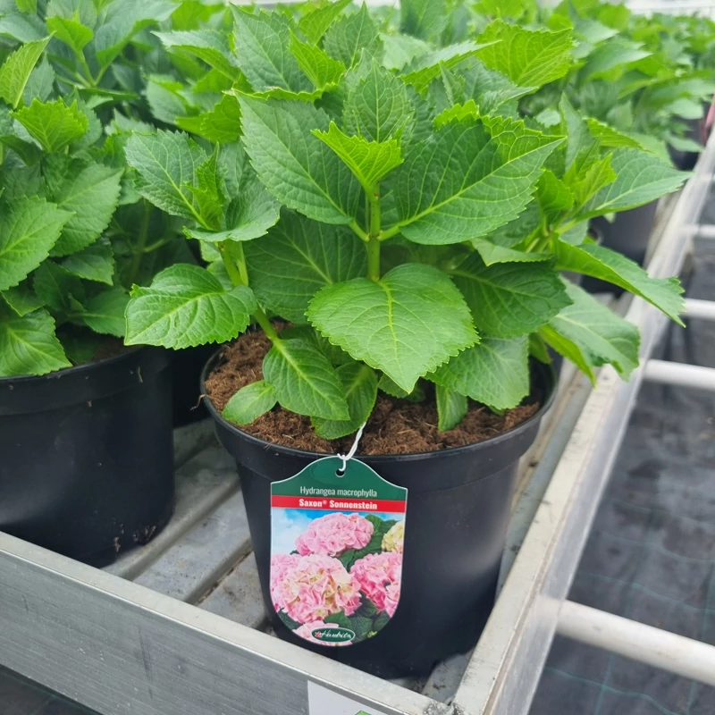 Hydrangea macrophylla 'Saxon® Sonnenstein' - Kerti hortenzia (rózsaszín)