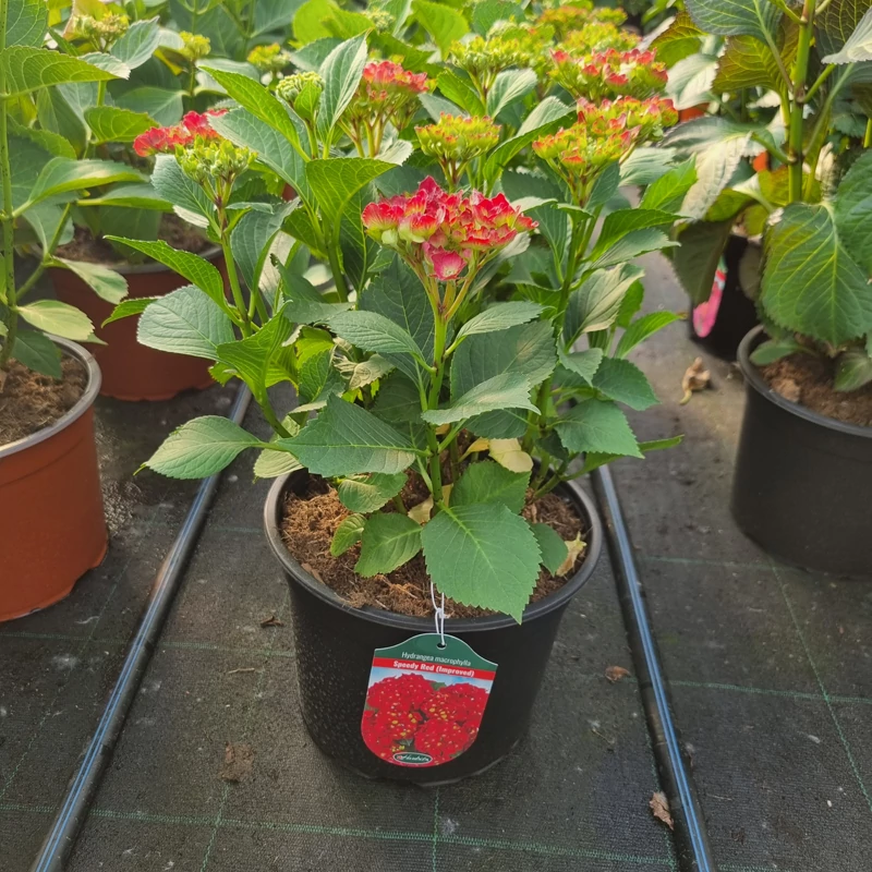 Hydrangea macrophylla 'Speedy Red Improved' - Kerti hortenzia (vörös)
