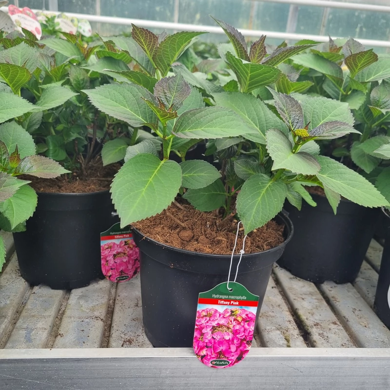 Hydrangea macrophylla 'Tiffany Pink' - Kerti hortenzia (rózsaszín)
