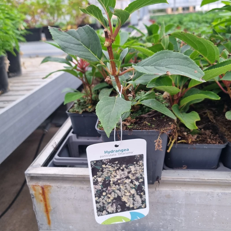 Hydrangea paniculata 'Dharuma' – Bugás hortenzia (krémfehér)