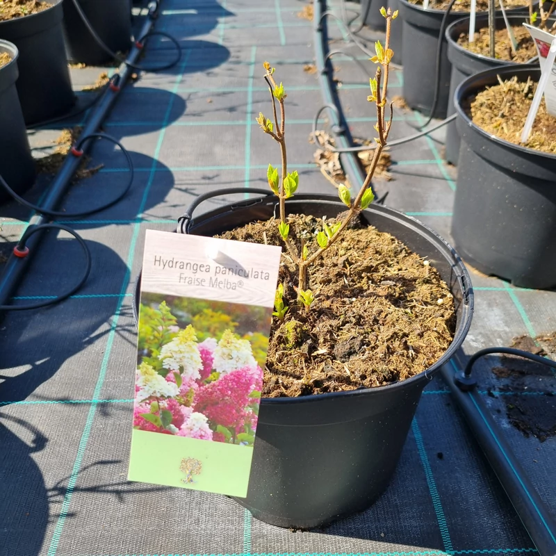 Hydrangea paniculata 'Fraise Melba' – Bugás hortenzia (rózsaszín)