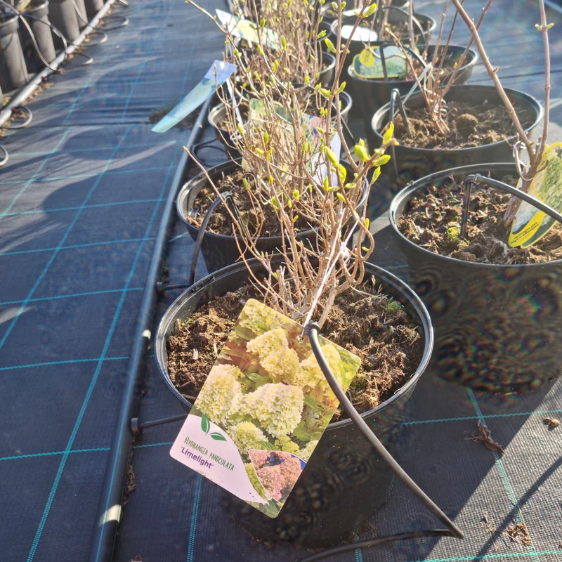 Hydrangea paniculata 'Limelight' – Bugás hortenzia (limezöld)