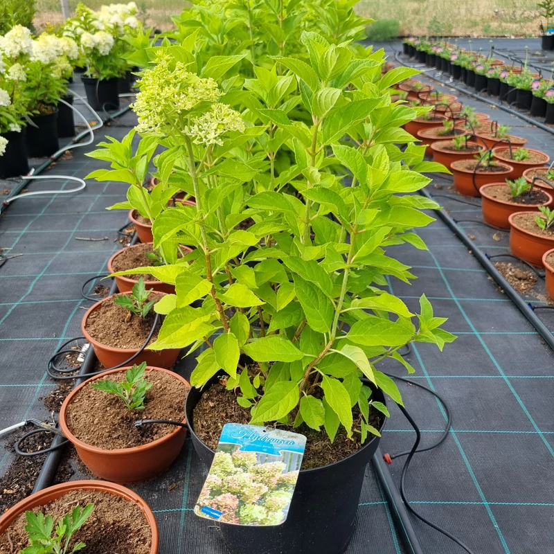 Hydrangea paniculata 'Little Spookey' – Bugás hortenzia (krémfehér)