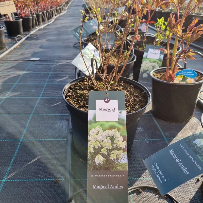 Hydrangea paniculata 'Magical Andes' – Bugás hortenzia (krémfehér)