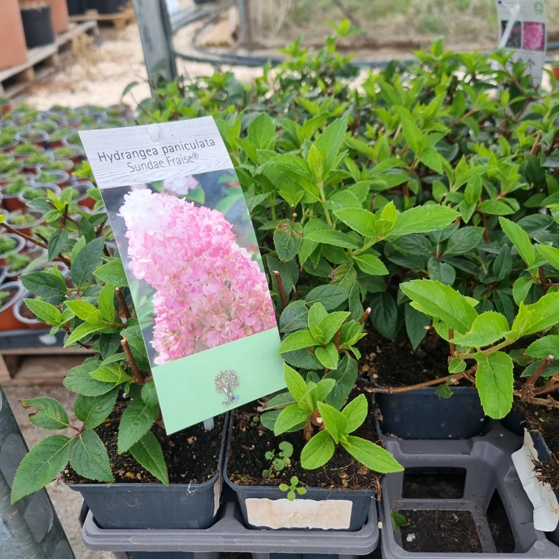 Hydrangea paniculata 'Sundae Fraise' – Bugás hortenzia (rózsaszín)