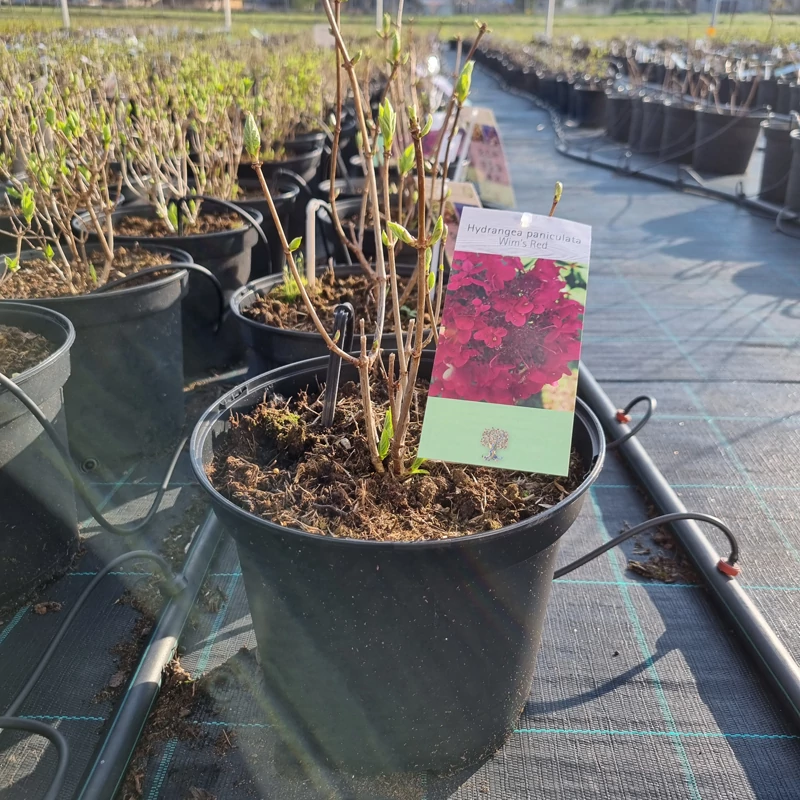 Hydrangea paniculata 'Wim's Red' – Bugás hortenzia (vörös)