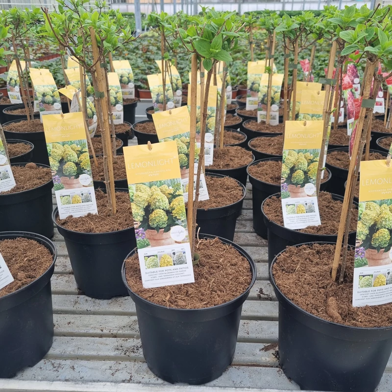 Hydrangea paniculata 'Garden Light Lemonlight' - Bugás hortenzia magas törzsű 