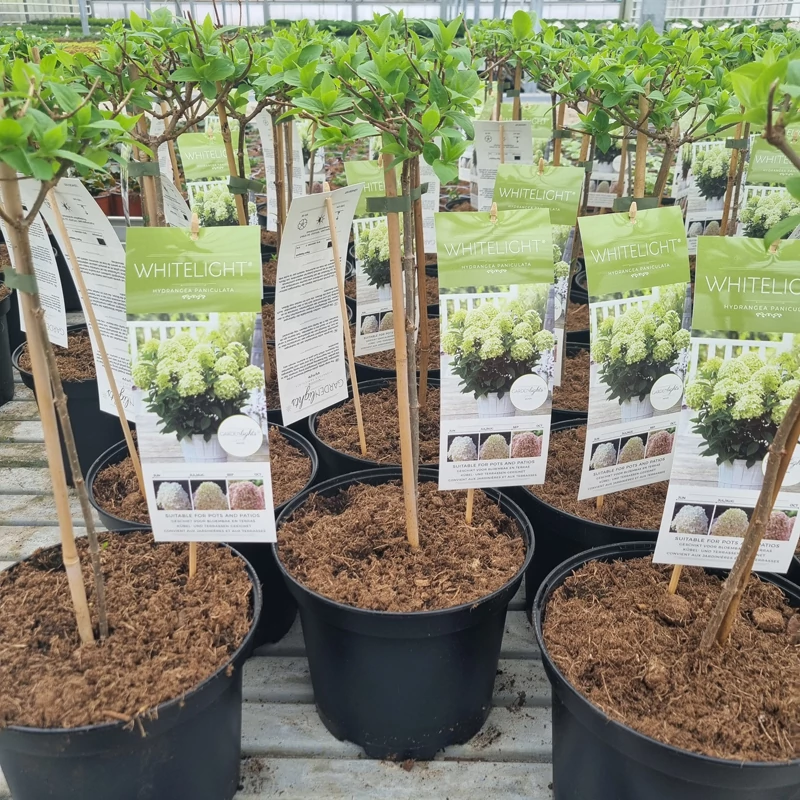 Hydrangea paniculata 'Garden Lights Whitelight' - Bugás hortenzia magas törzsű