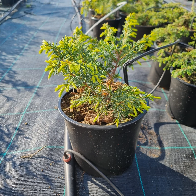 Juniperus communis 'Depressa Aurea' - Sárga kúszóboróka