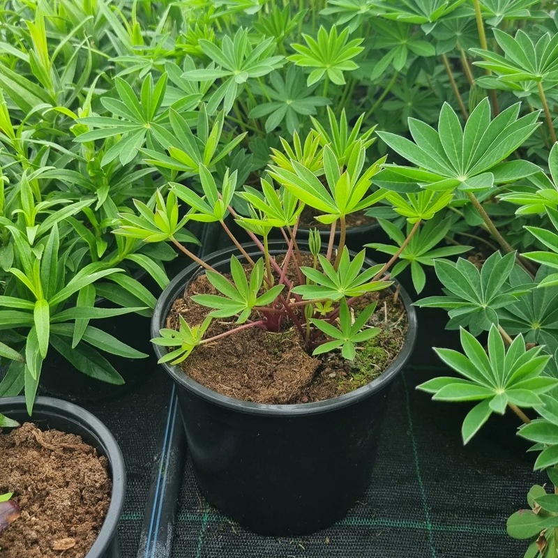 Lupinus Lupinova 'Cierra' - Csillagfürt (lila)