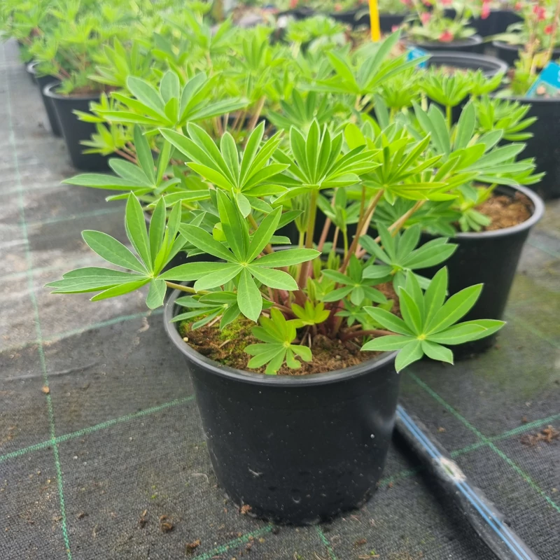 Lupinus Lupinova 'Lenora' - Csillagfürt (sárga)