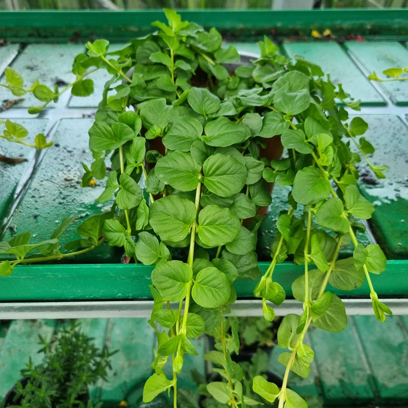 Lysimachia nummularia 'Green' - Pénzlevelű lizinka (sötétzöld)