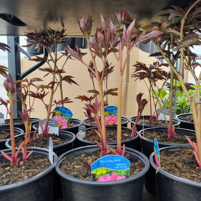 Paeonia 