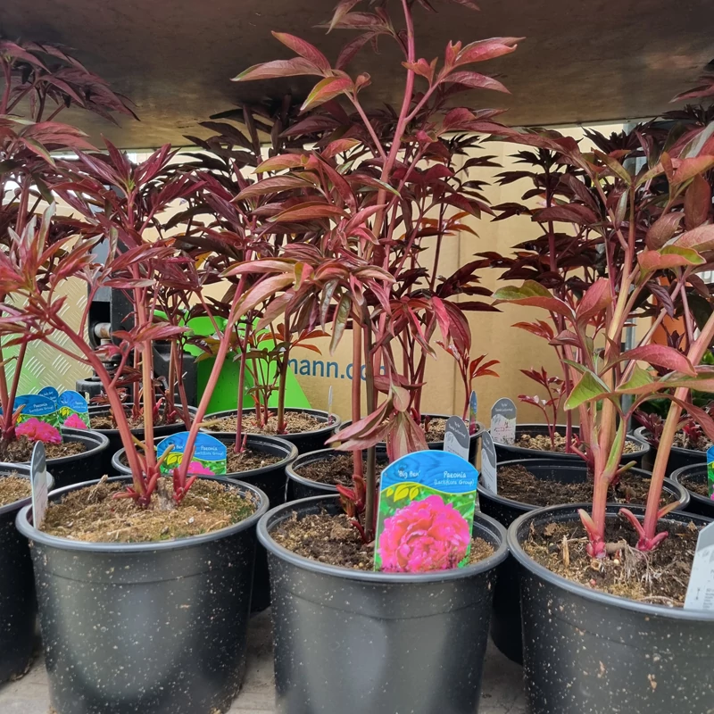 Paeonia lactiflora 'Big Ben' – Illatos bazsarózsa