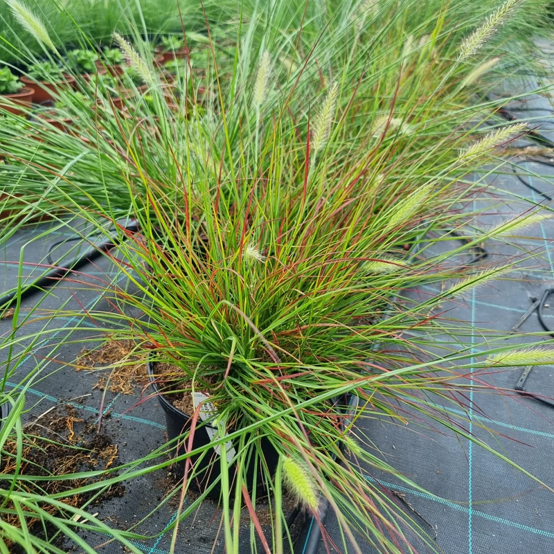 Pennisetum alopecuroides 'Burgundy Bunny' – Tollborzfű