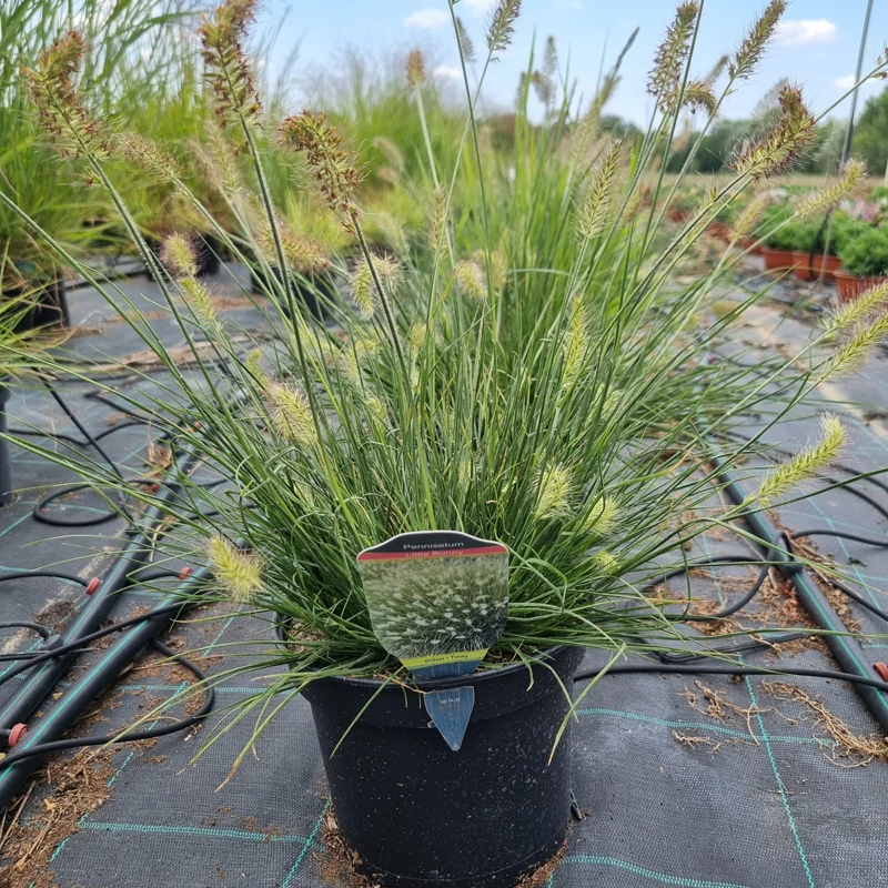 Pennisetum alopecuroides 'Little Bunny' - Kínai tollborzfű