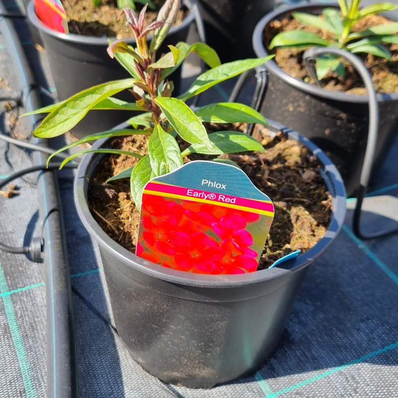 Phlox paniculata ‘Early Red’- Bugás lángvirág