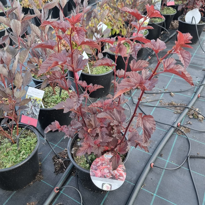Physocarpus opulifolius ‘Lady in Red’ – bangitalevelű hólyagvessző