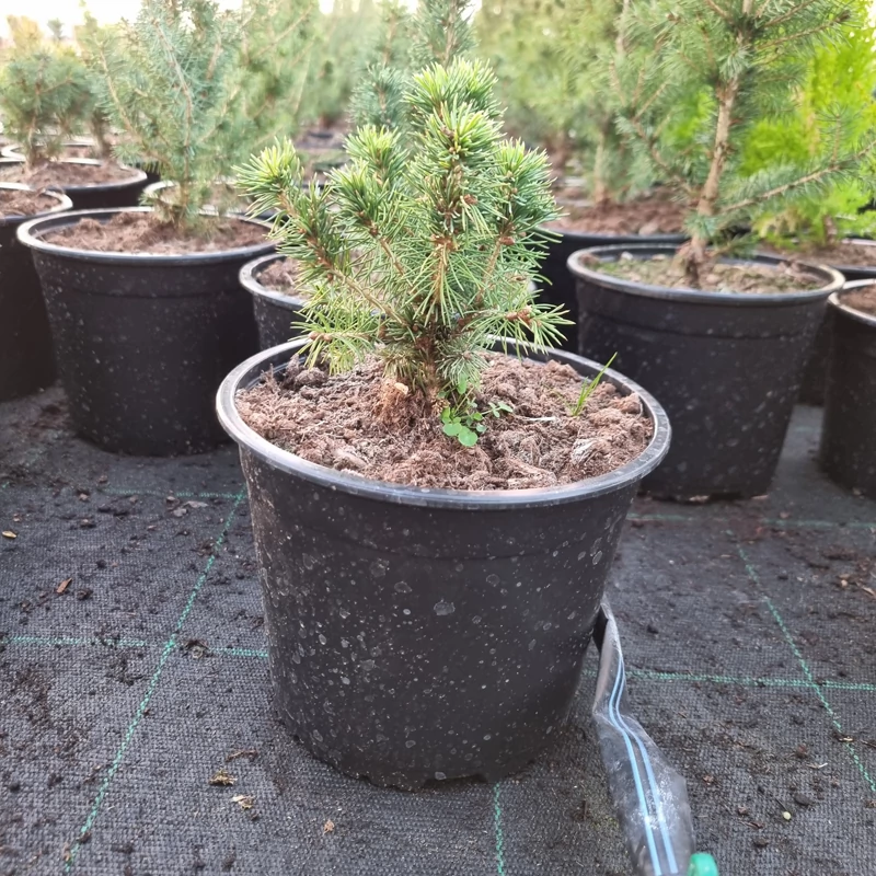 Picea glauca 'Conica' – Cukorsüvegfenyő