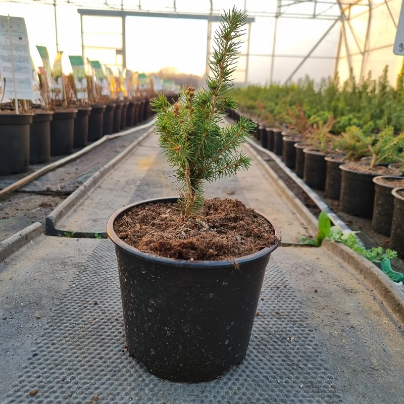 Picea glauca 'Daisy's White' – Fehér cukorsüvegfenyő