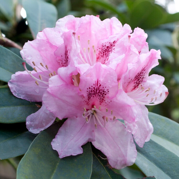 Rhododendron 'Albert Schweitzer' - Havasszépe (rózsaszín)
