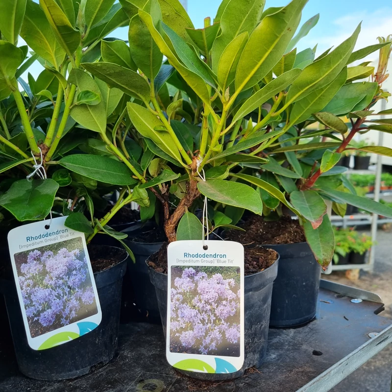 Rhododendron 'Blue Tit' - Havasszépe